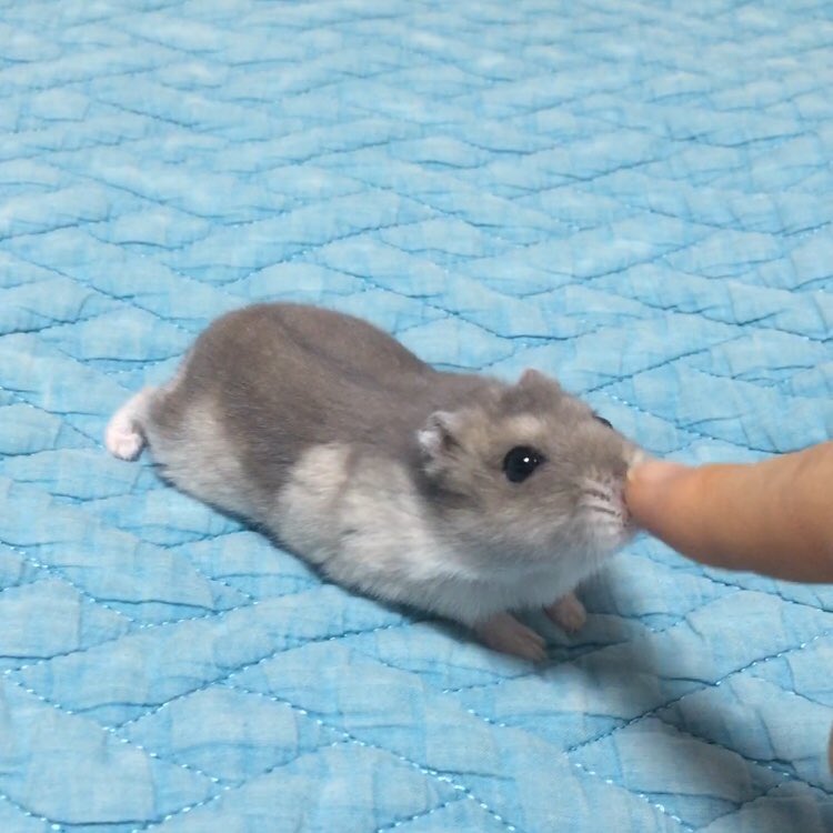 HappyJeolmi's tweet photo. 집사: 기다려!!             절미: 뽑뽀 해주께요🐹 https://t.co/vjKf3wtsrV