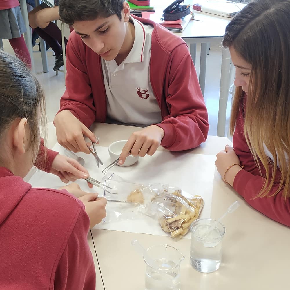 PadreDamianSSCC's tweet photo. Analitzem 🧫 mostres d'aliments 🍗 i ens convertim en microbiòlegs experts 🦠👩‍🔬👨‍🔬! #cienciaenaccio #2nesopd #cienciaactivapd #projectespd #activitatcientificaescolar #microbiologia #ciencia https://t.co/j0GW9rj1vF