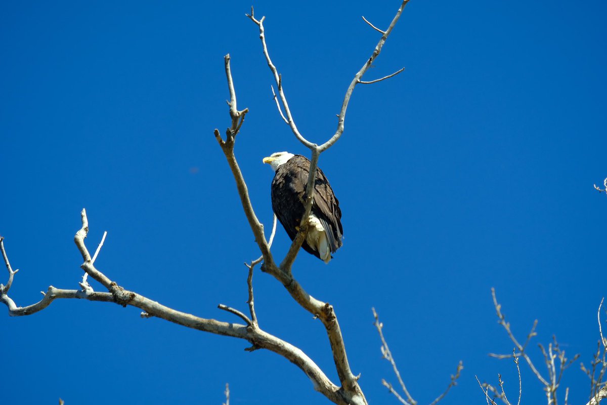 JujuMack's tweet photo. Sacramento national wildlife refuge https://t.co/w9ISeGviIm