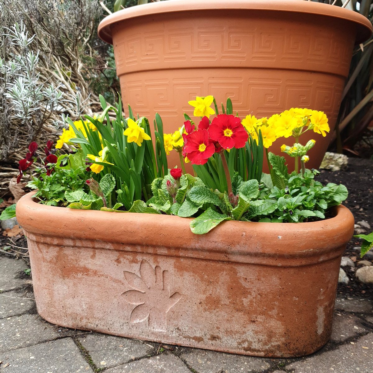 LifeatNo27's tweet photo. Morning! Oh hey there colour!!! Spring is nearly here! πππ± .
#allotment #allotmentlove #myrealview #gardening #gyoforwellbeing #thrive #reading https://t.co/HVfleGH1PZ