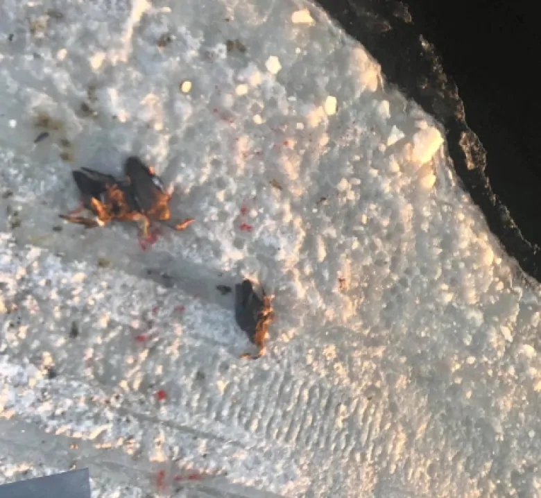 CBCNL's tweet image. Dead ducks appear deliberately run over, says retired cop who discovered them in Shoal Harbour

cbc.ca/1.5044913 #cbcnl