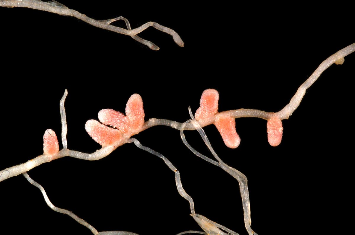 Living together: How legume roots accommodate two distinct microbial partners
#tismet2019 #tissueengineering #regenerativemedicine #conference #london #europe #unitedkingdom #roots #legume #microbial #legumeroots
More: bit.ly/2L0gq72