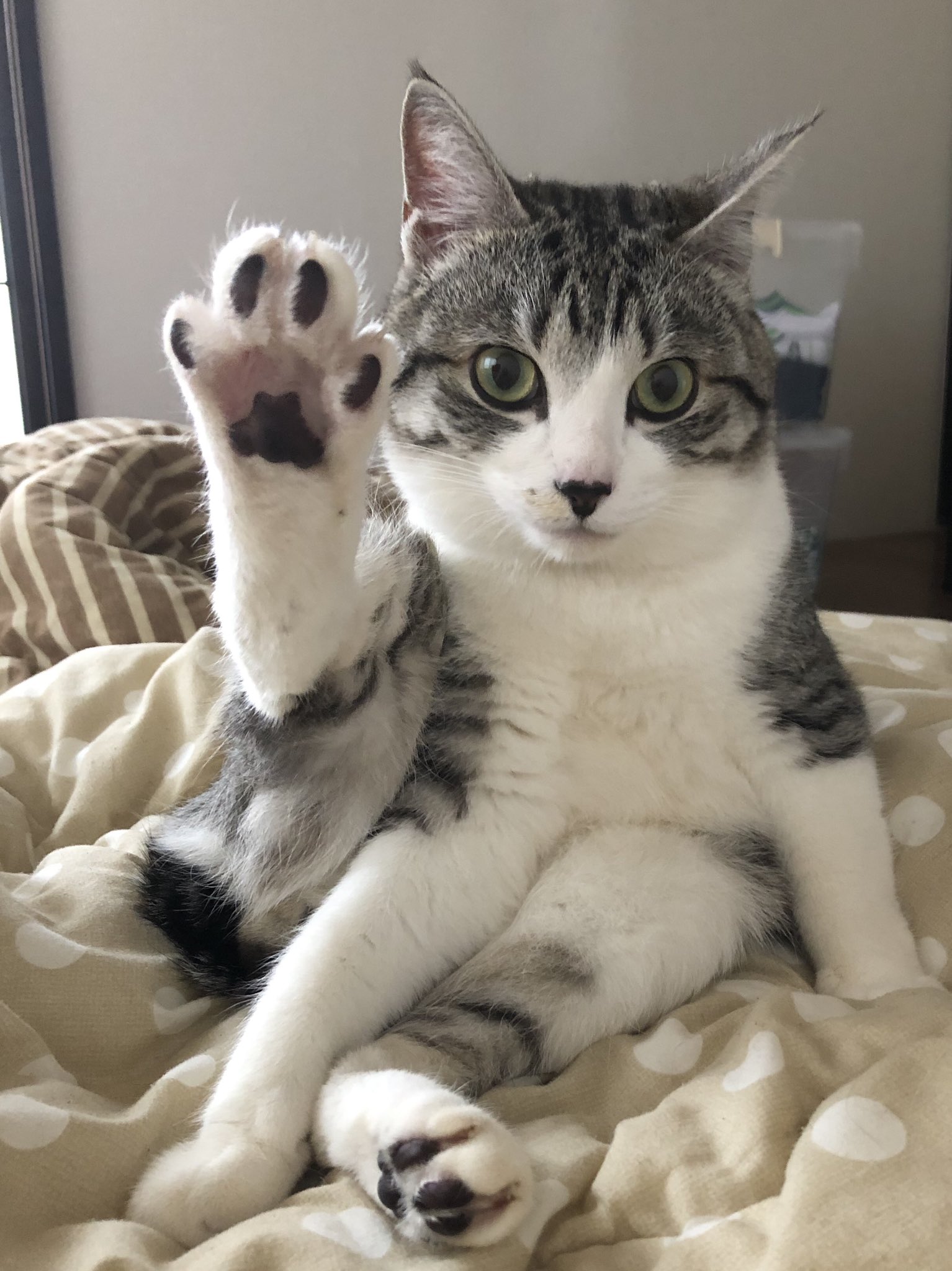 て る ー 𓃰 お誕生日おめでとう 愛猫 猫のいる生活 サバ白猫 1歳のお誕生日おめでとう T Co Woyfxjakxs Twitter