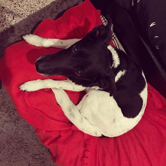 val_brigatti's tweet image. A heart-shaped fur spot and puppy eyes. My heart

#dailypixel #love #spring2008 #instadog #dogsofinstagram #mixedbreedpup #mixedbreeddog #canaandog #greyhound #adoptdontshop🐾 #muttsofinstagram #puppyeyes #olddog #greyhairdontcare ift.tt/2SLhGPb