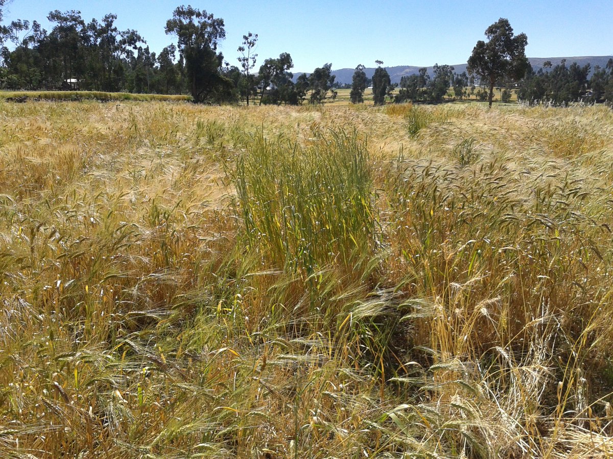 Carlo Fadda tweet media