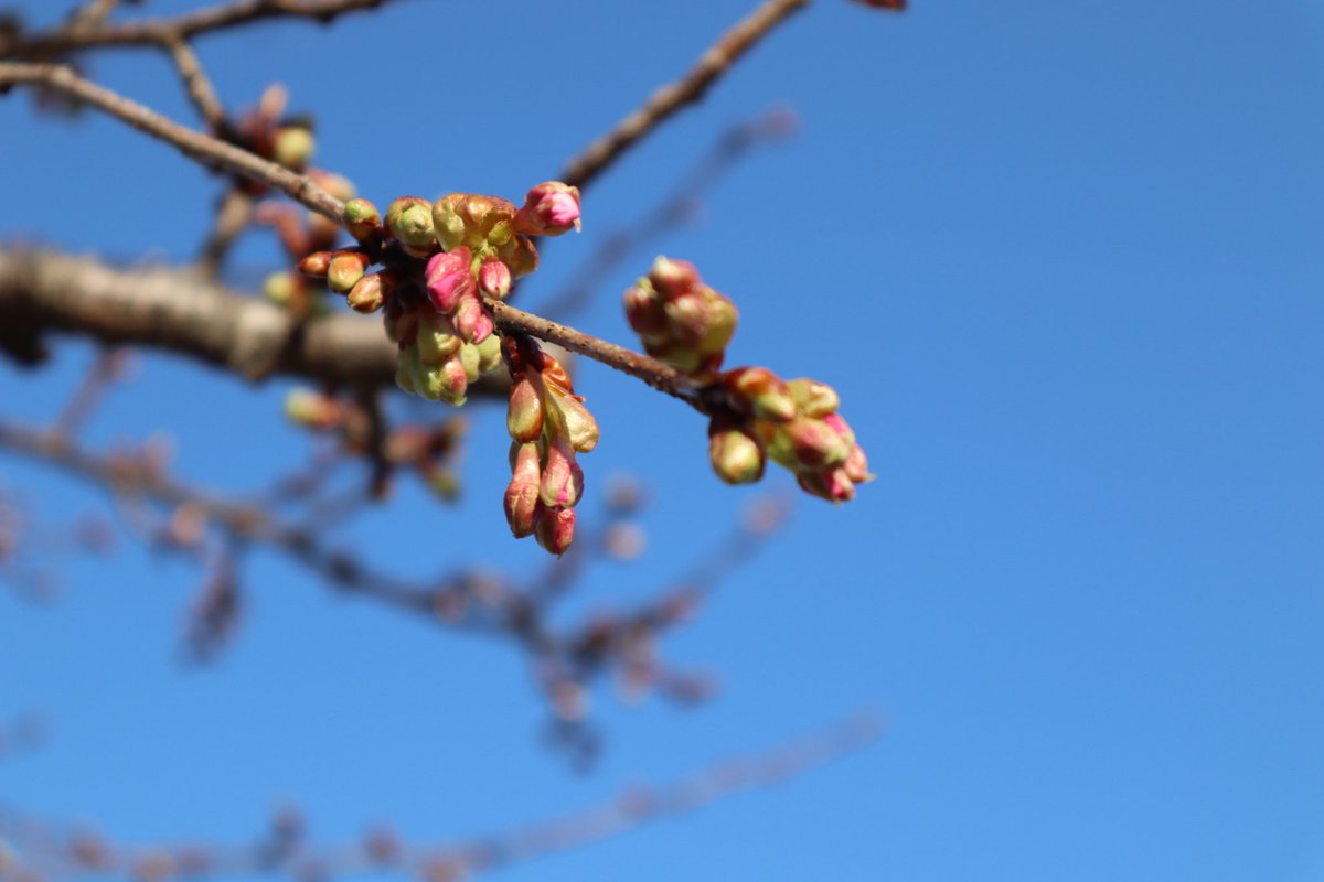桜のつぼみ