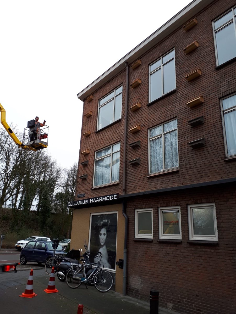 Bij weinig geschikte gebouwen in de omgeving is het fijn dat gierzwaluw en huismus van gezelligheid houden. Loo Plan heeft de afgelopen jaren al enkele duizenden voorzieningen geplaatst voor huismussen, gierzwaluwen en vleermuizen.
#deventer #Talen