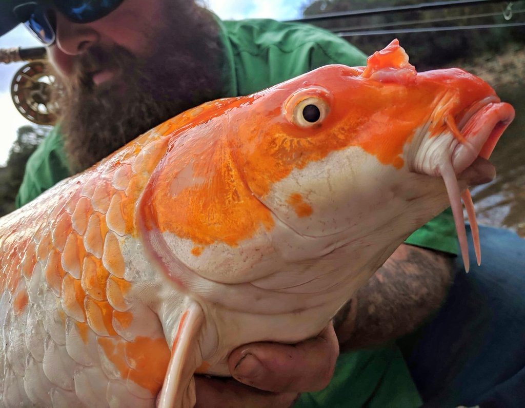 Urbancarpcoll's tweet photo. Ucc USA rep @fishing_with_fowler with a crazy looking koi on the fly!
Have you ever managed to catch a carp on the fly?
๐ฃ๐๐ฏ๐๐ฒ๐ฅ๐ธ๐ข๐
#uccrep #bishbashbosh #jointhehuntfortheurbanlumps #kookookachoo #ifyouknowyouknow #jointhemovement #jointhecommunity #uccusa https://t.co/oPp3dLxN32