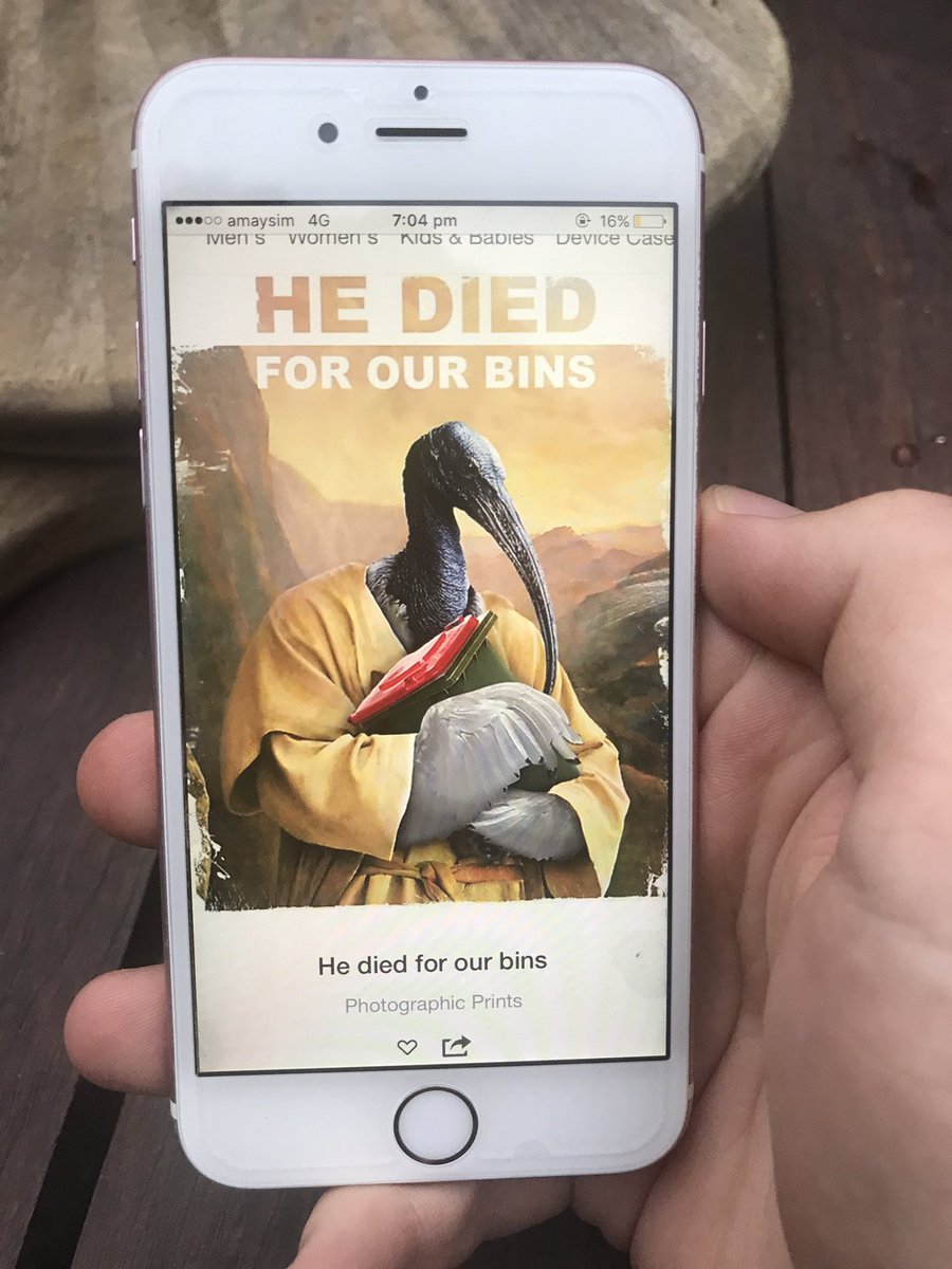 sirfrasersays's tweet photo. Oi mate is that an ibis, or a #binchicken? The serenity. It’s the constitution, it’s the vibe. Truly the most elegant and regal of all avians. Get amongst it! #theydiedforourbins https://t.co/J2Q69IqVx8