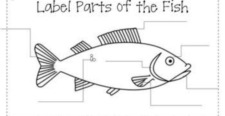30-label-the-parts-of-a-fish-labels-2021