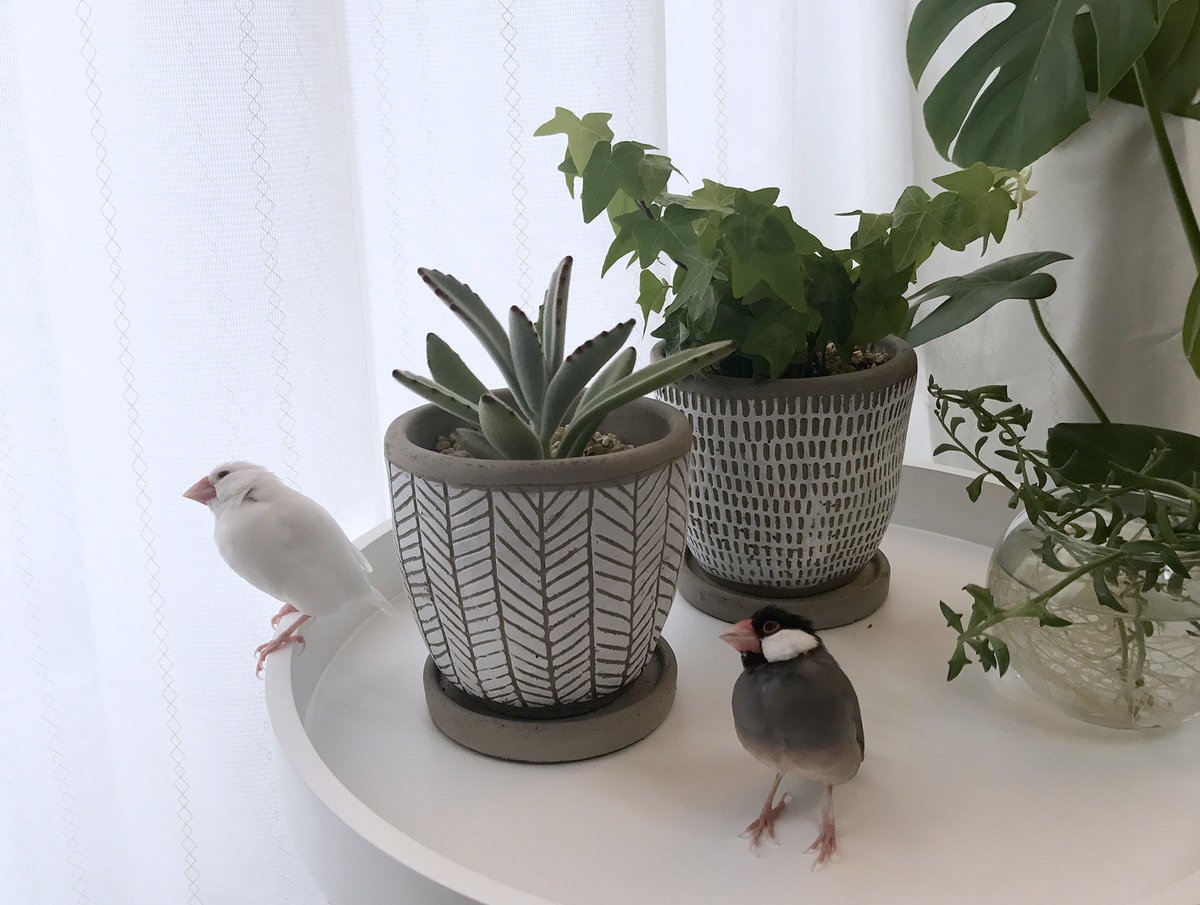 ベランダで雨やどりしているスズメたちに興味津々