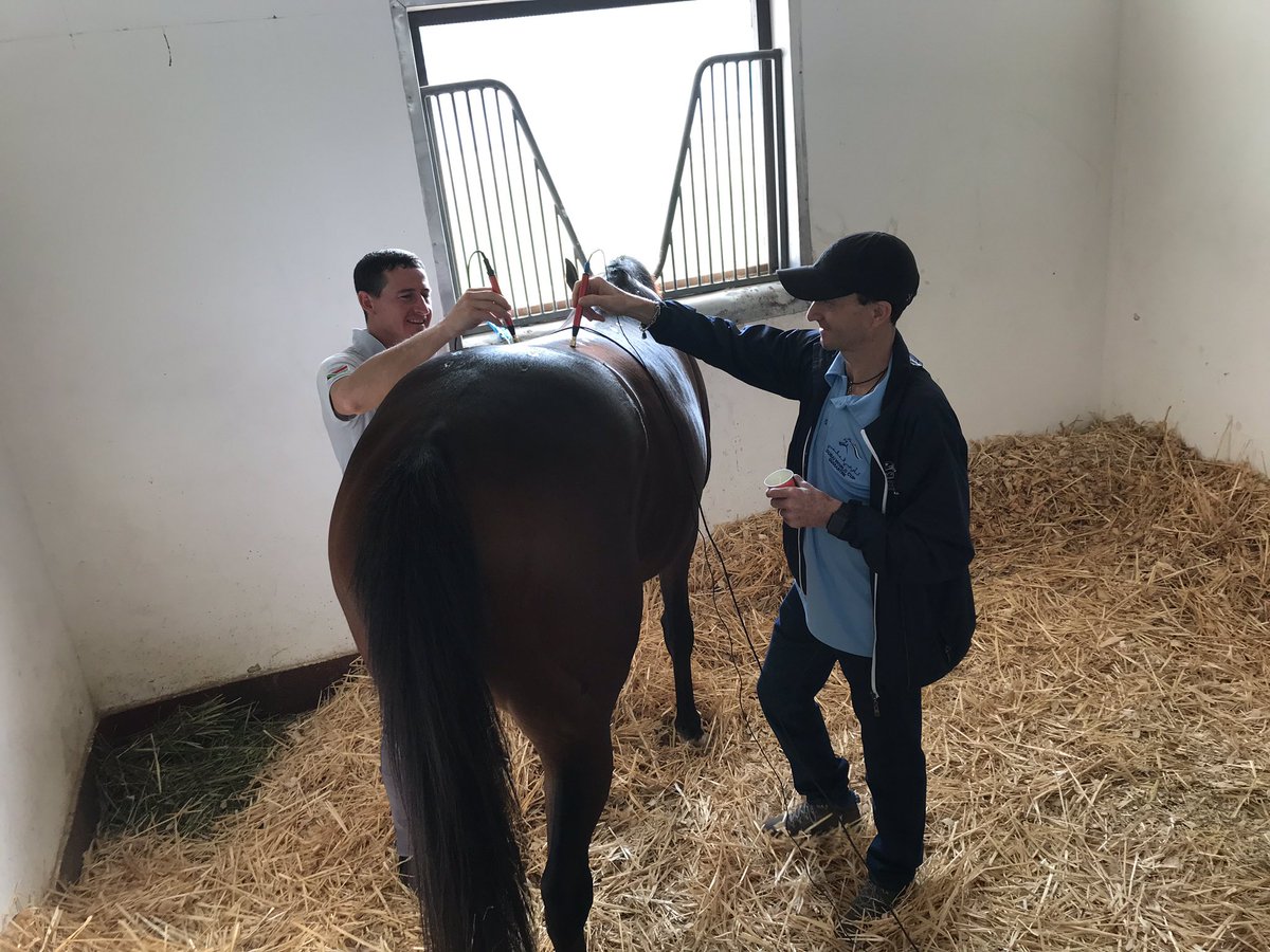 Faydherberider's tweet photo. Myself &amp;  @DJWhyteJockey treating Marinaresco under the watchful eye of Declan after his morning work out, his such a pleasure to work with and thoroughly enjoys the Dubai life... 👌🏻 💆🏼‍♂️🐎#mdkracing #DubaiWorldCup #carnival #2019 https://t.co/v1XB8yqU3e