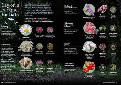 LGSpace's tweet photo. Lay on a banquet for bats! This graphic from @_BCT_ shows how some thoughtful planting will hugely increase the value of your garden or green space for bats (and other wildlife) - no matter how small it is.
#HelpWildlife #nature #gardening https://t.co/CSOJhzOSjy