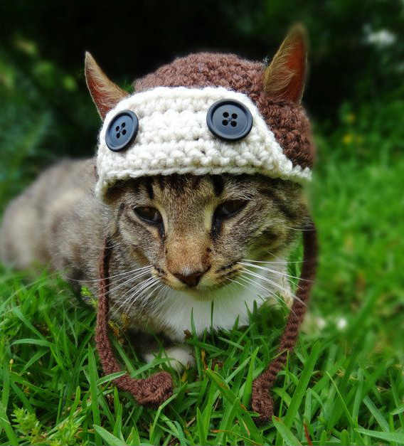 шапочки для котиков. шапочка кошки. кот в шапочке. шапка 'кошка'. головной убор кота.