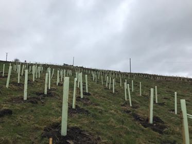 AFGLAW's tweet photo. Team AFG took to the hills yesterday volunteering for the @WoodlandTrust community tree planting at Smithills Estate in Bolton. Here are a few photos but you can find more on our website https://t.co/uQYixwSXyR @FamilyBolton#AFGGivingBack #theboltonfamily https://t.co/RS4o6Z1yEh