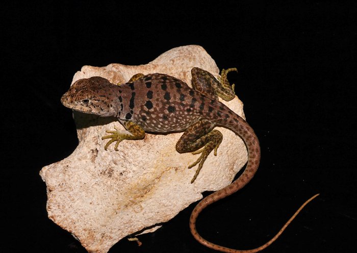 メキシコ トカゲのオブジェクト メキシコ トカゲのオブジェクト