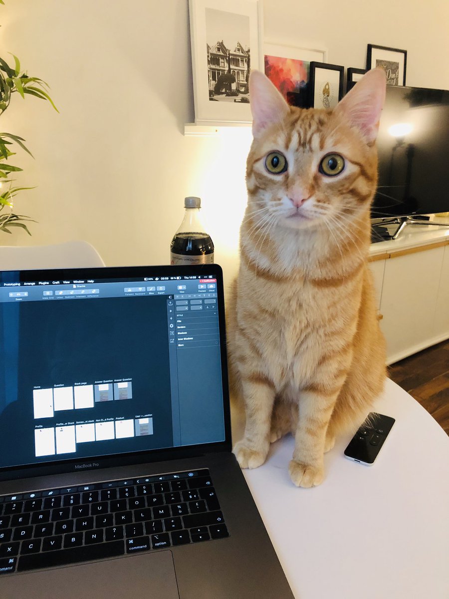 Am I being micromanaged by my cat? 🤔