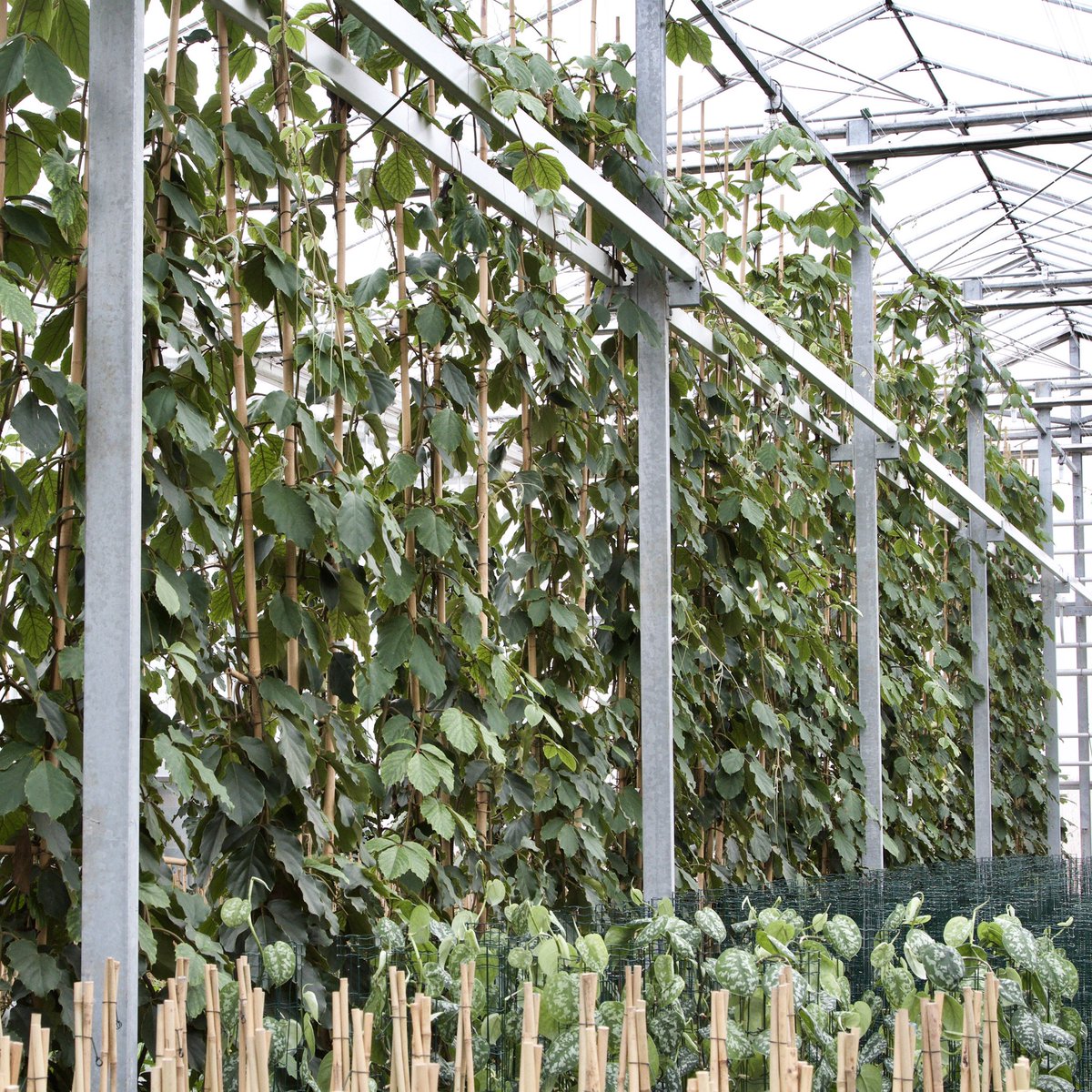 FachjanProjectPlants tweet media