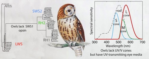 almut_kelber's tweet photo. Finally out: Julia Höglund's paper! In short, owl cone vision is UV-blind but owl ocular media transmit quite a bit of UV. And owls cannot produce astaxanthin, so have no red oil droplets! Bad in daylight, good at night! @lundvision
https://t.co/CuHKU3bxkQ https://t.co/mhF1QbOWvZ