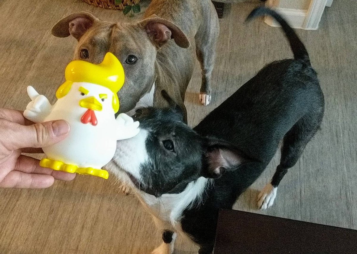 realTrooster's tweet photo. These dogs are like taxes, they just don't know when to stop!
https://t.co/PZeX6NLw4U
#trooster
#makesqueakytoysgreatagain
#dogs https://t.co/XukKrZL7OH