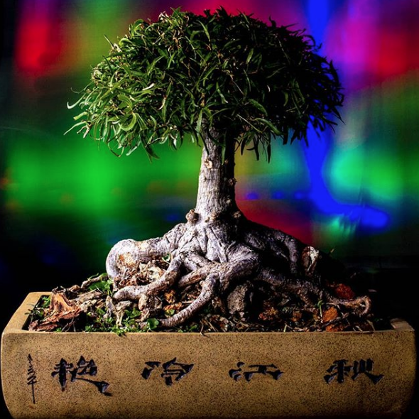 academiachaplin's tweet photo. ⭐⭐⭐ Presentamos la Fotografía Destacada del dia felicidades a @navarro_foto ⭐️ ⭐️ ⭐️ 
Jugando con un Bonsai, algunas luces de colores y un Flash de Zapata.
Utiliza nuestra etiqueta #igerschaplin y aparece en nuestra galeria. 

#bonsai#igersvenezuela #picoftheday https://t.co/tqHOjOKl67