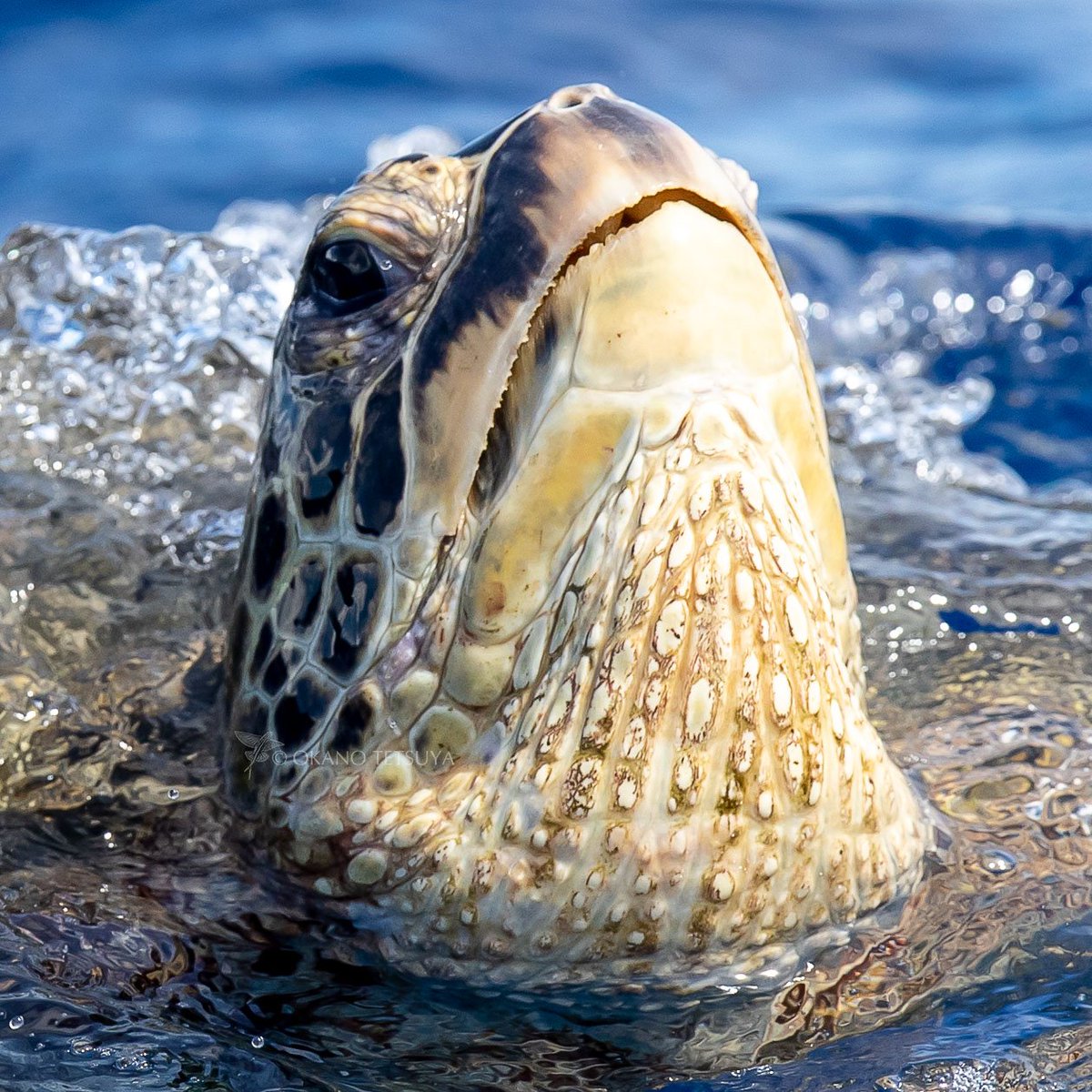 水面に頭を上げて呼吸しているアオウミガメ
#アオウミガメ #GreenSeaTurtle #小笠原諸島