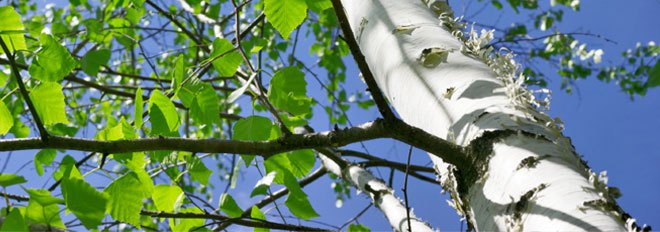 Birches Group LLC tweet media