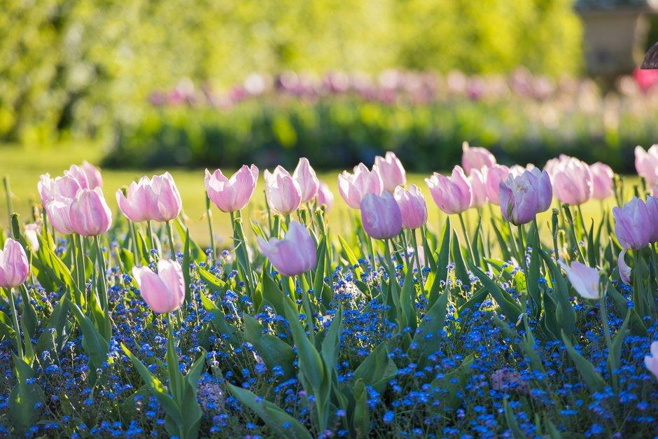 The_RHS's tweet photo. Happy birthday to us! We're 215 today and reached 500,000 members just a few weeks ago - lots of cause for celebration. Thank you to everyone who continues to support us in our vision to make the UK a greener and more beautiful place 🌿 https://t.co/5Np00BmPEH