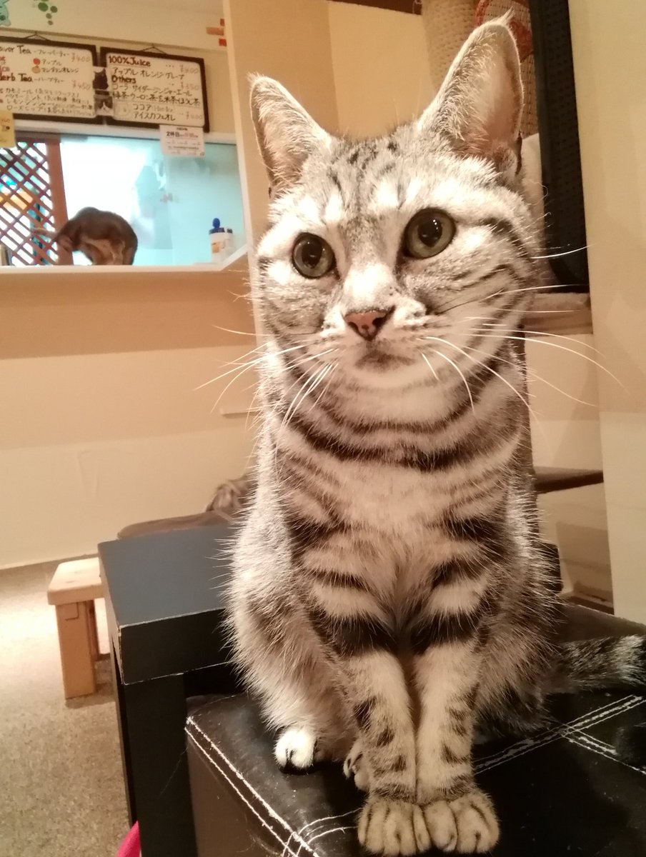 秋葉原の猫カフェ ねこ Jalala 只今 閉店の時までお席に空きがあります ノルウェージャンフォレストキャット コンビのメイ ライが仲良く並んでいます 起きている猫が多い時間帯なのでオススメです 18 59 ねこjalala 猫カフェ 秋葉原 猫