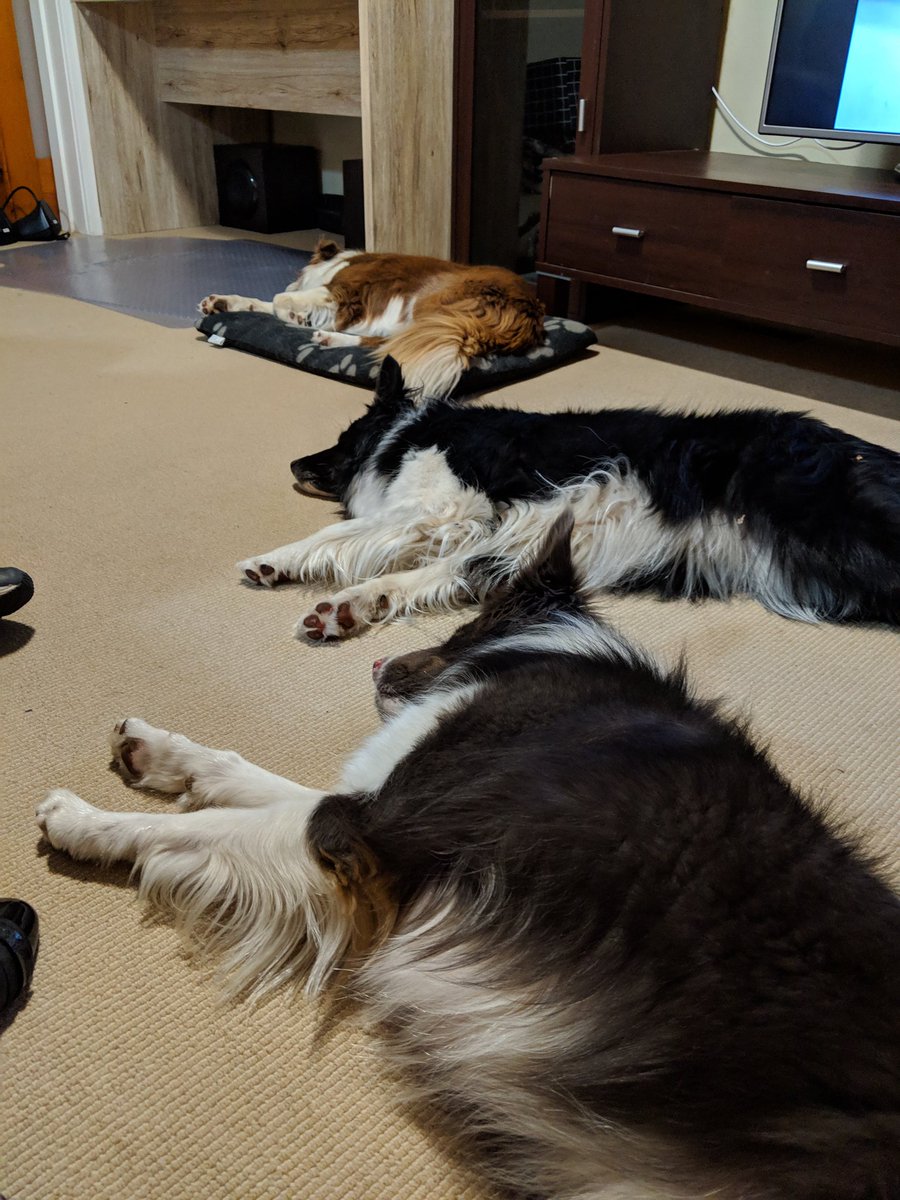 Motherofdogggos's tweet photo. First night in the new digs...puppers enjoyed their new yard #blessed #flatbatteries #dogfriendly #bordercollies https://t.co/5R4oPYn7Hd