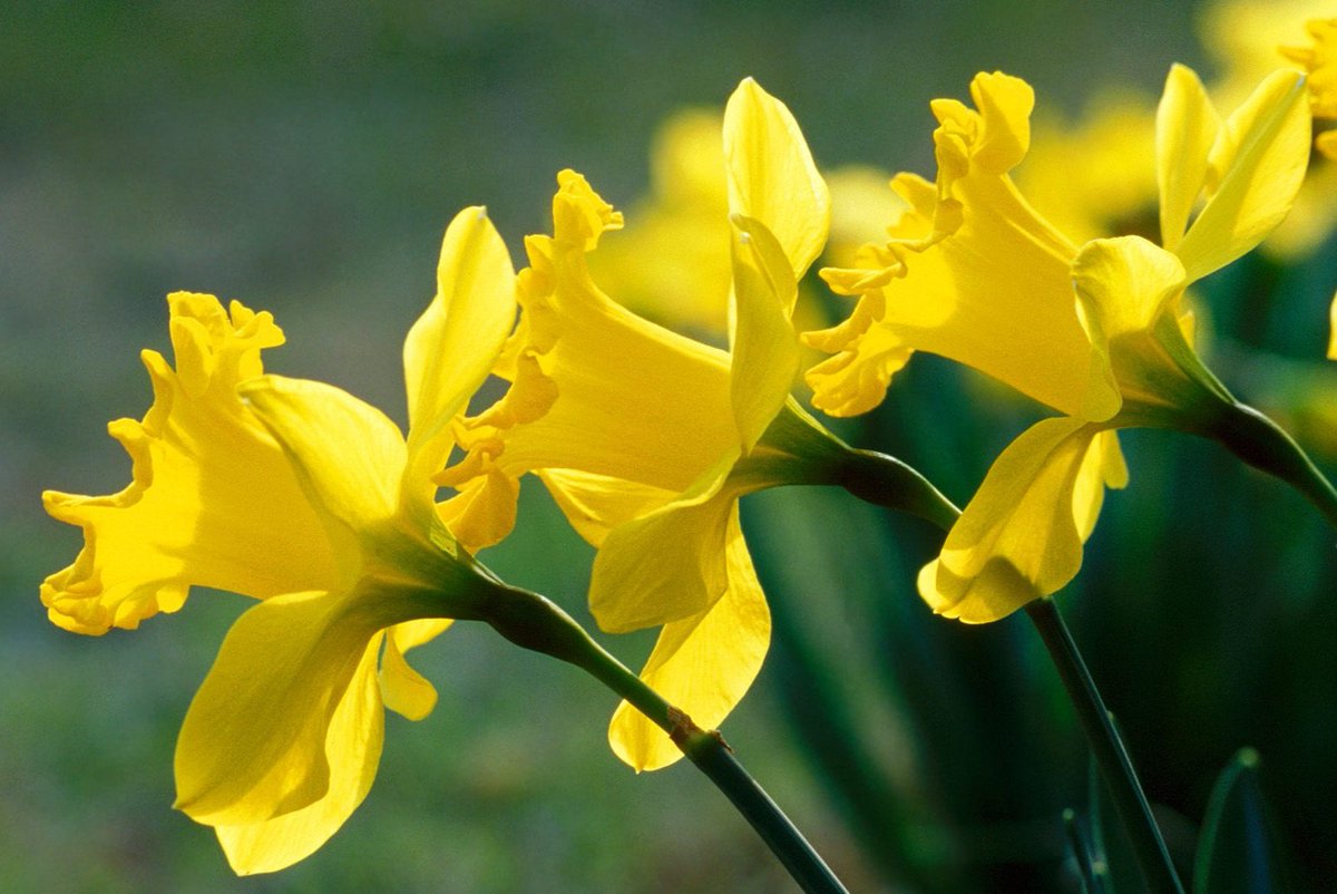 CowdrayFarmShop's tweet photo. **Spring Supper** at the #CowdrayCafe on Sat 6th April. Book now! Enjoy a four course dinner consisting of scorched mackerel, lamb noisette, a rhubarb trifle and cheese selection. Vegetarian options. Cost £65pp. Find out more: https://t.co/2uApIzSjZJ #SpringSupper #Cowdray https://t.co/a4eNhgKR1p