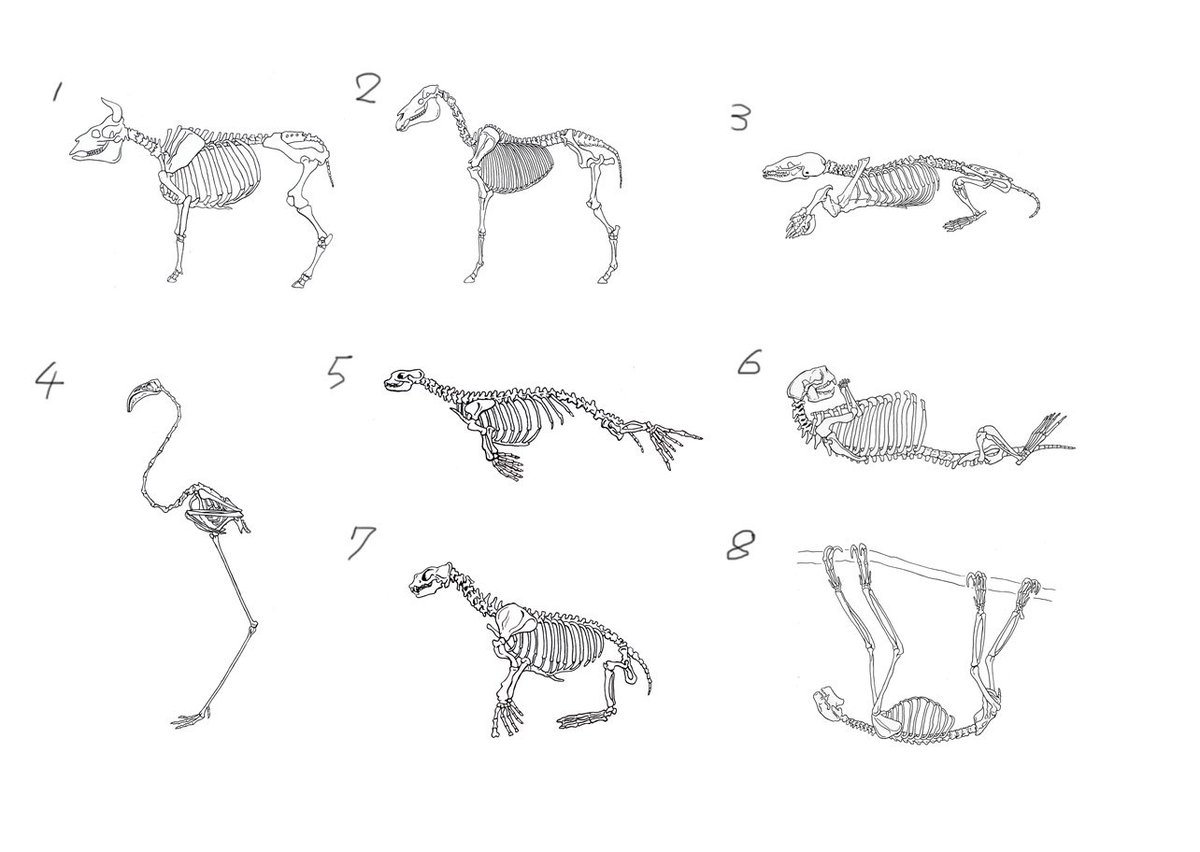川崎悟司 Ar Twitter 動物骨格図をひたすら描いています なんの動物の骨格図か当ててみてください
