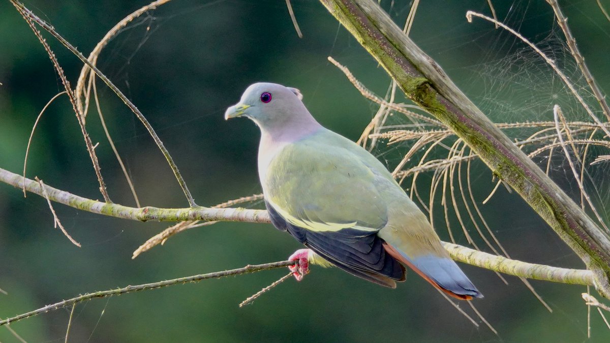 Pinkneckedgreenpigeon Pinkneckedgreenpigeon