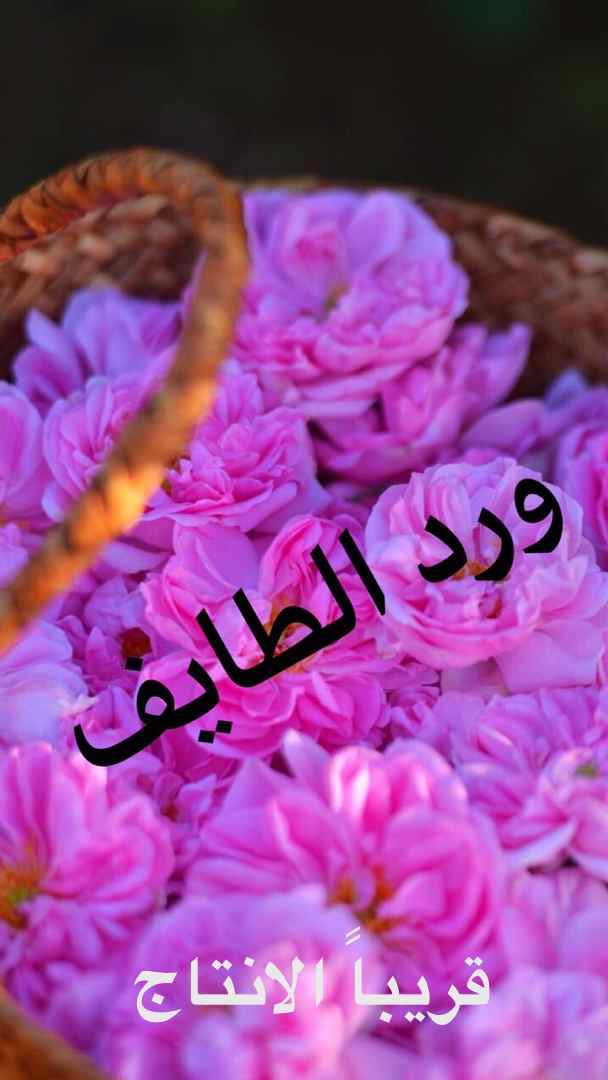 اتمنى التوفيق والنجاح للمهرجان 

واعطاء سيره حسنة عن الورد وصناعتة وتقديم كافة التسهيلات للمزارعين والمشاركين في  المهرجان 🌹🌹