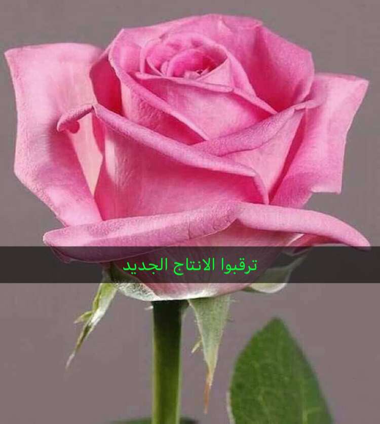 الورد الطائفي (@iaied_ward) on Twitter photo 