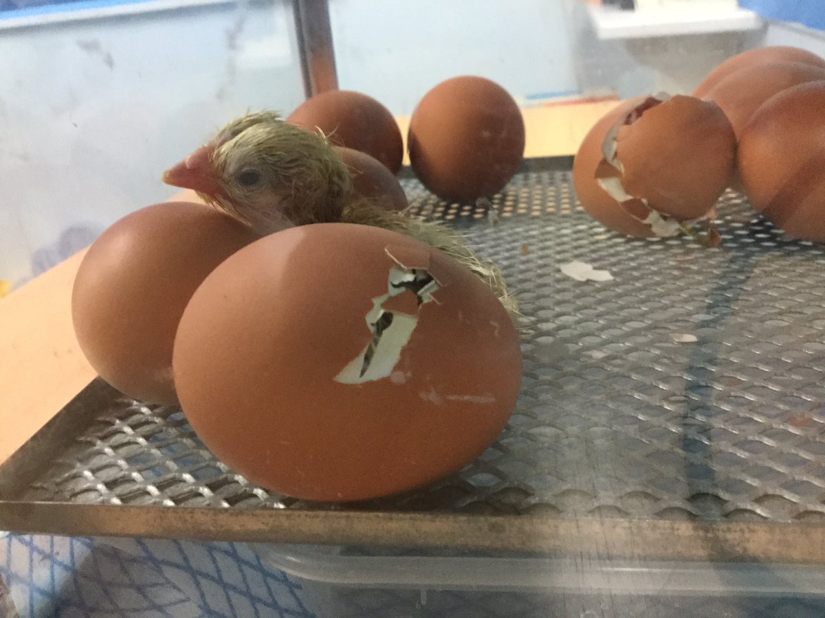 WrootsClassMPS's tweet photo. Baby chick has hatched and another one on the way! https://t.co/vFkzg3sfw2