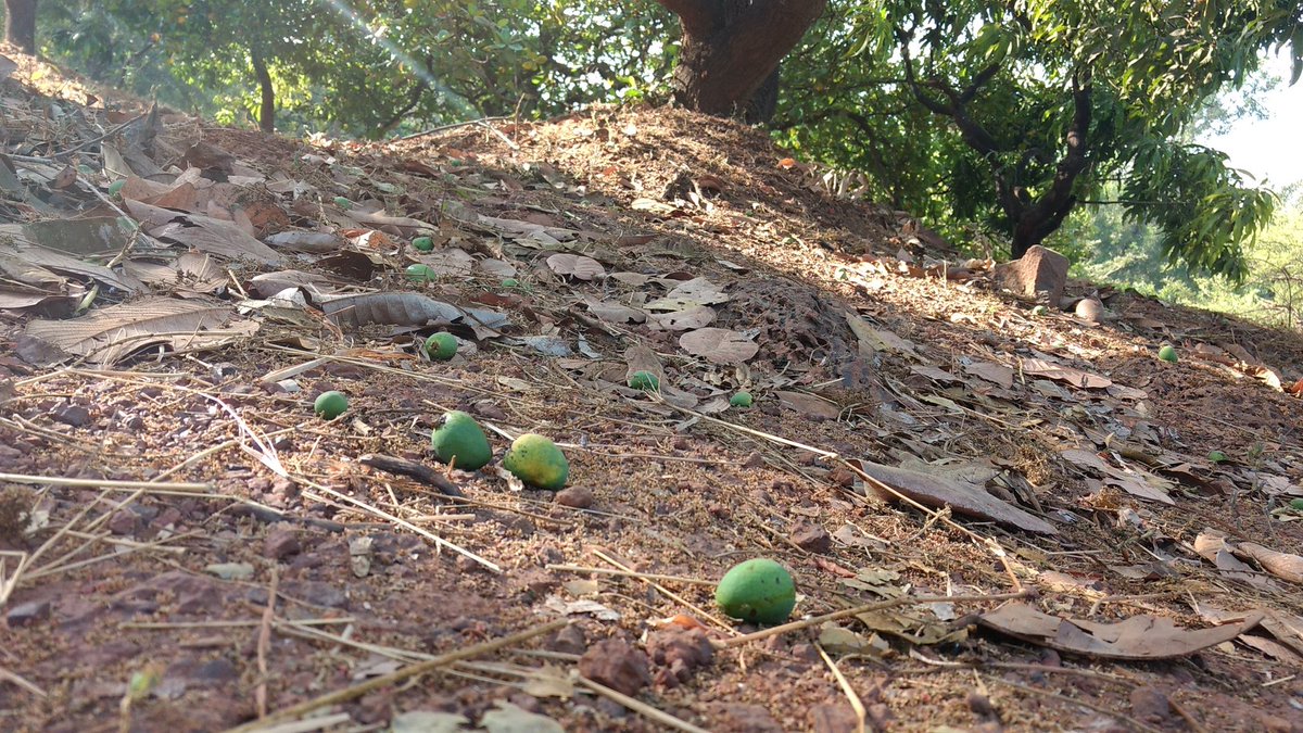 Krishivarada's tweet photo. Since last few days variation in temperature was experienced, wind and cloudy sky was seen. All these meteorological factors affect growth of various crops. Mango fruit drop is seen in some orchards. #Mango #FruitDrop #AlphonsoMango #आंबा #फळगळ #दापोली https://t.co/9OrtK1Wcej