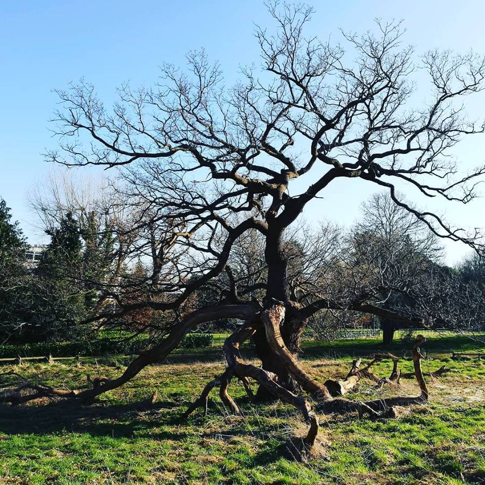 Ashton Court is home to hundreds of veteran trees.  This broken Oak is between 400-600 years old.  It greets you as you enter the estate via Kennel Lodge Road <a href="/bristolparks/">Bristol Parks</a> #brokenoak
