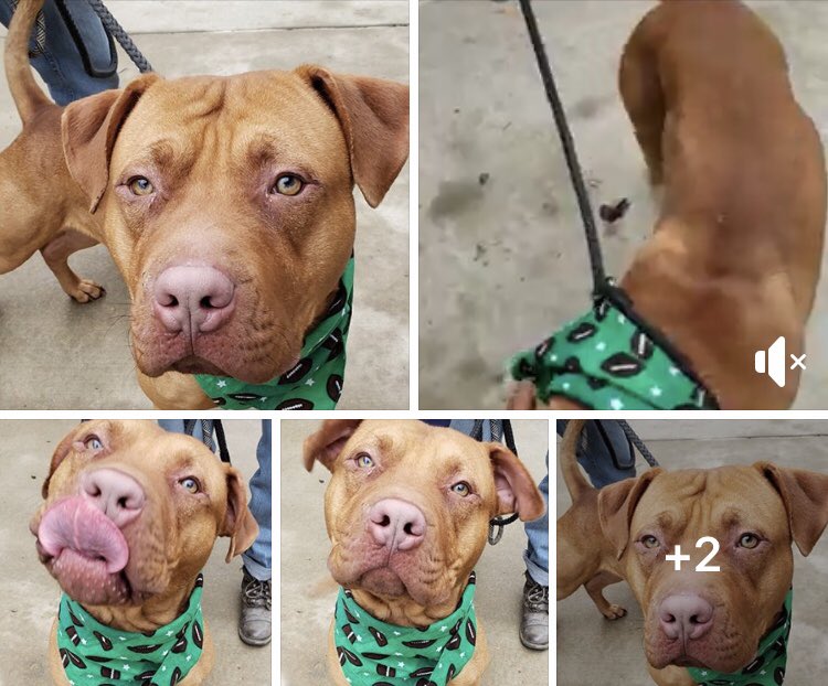 reddogsusie's tweet photo. #TN #MEMPHIS
🆘🆘URGENT Jimmy Ray 2yo hw+ What a dream boat! This big boy is so handsome, a gentle giant with perfect manners & movie star good looks! A STAFF FAVOURITE Needs a great home & a BFF! Pls #ADOPT #PLEDGE #RESCUE #FOSTER #A311402 PLS HELP 🙏🏻
https://t.co/7DezRkIIov https://t.co/510nPIU5Bk
