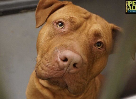 reddogsusie's tweet photo. #TN #MEMPHIS
🆘🆘URGENT Jimmy Ray 2yo hw+ What a dream boat! This big boy is so handsome, a gentle giant with perfect manners & movie star good looks! A STAFF FAVOURITE Needs a great home & a BFF! Pls #ADOPT #PLEDGE #RESCUE #FOSTER #A311402 PLS HELP 🙏🏻
https://t.co/7DezRkIIov https://t.co/510nPIU5Bk
