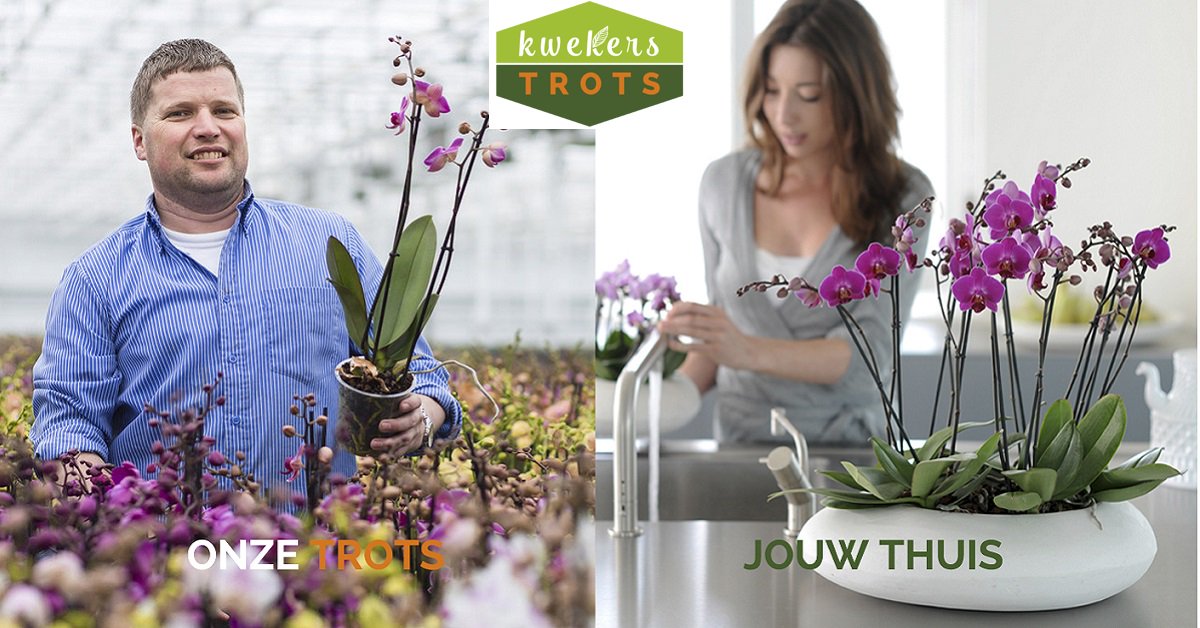 CJ Orchids tweet media