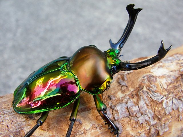 ニジイロクワガタ 世界一美しいと言われるクワガタ。 まさに虹色のよう