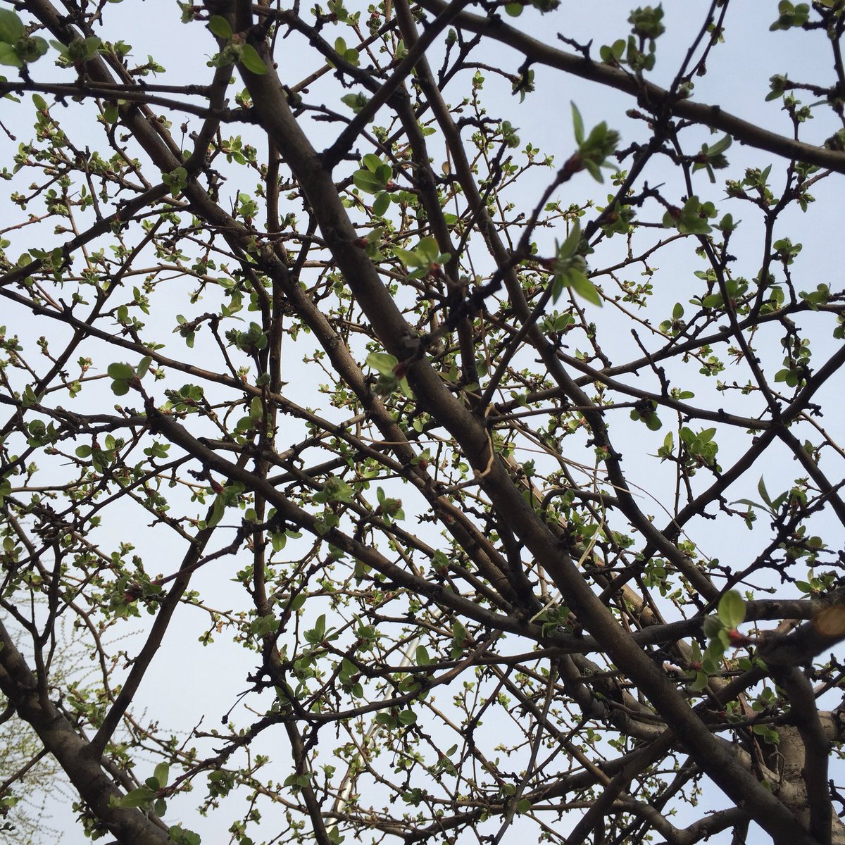 FunnyFoodValCat's tweet photo. Primavera, sembla que ja has arribat, volem que et quedes amb nosaltres!! 

#primavera #bonoratge #terrasses #aperitiu #postres #postrescasolanes #xocolate #caramelo #maduixa https://t.co/hJLVTkhXnE