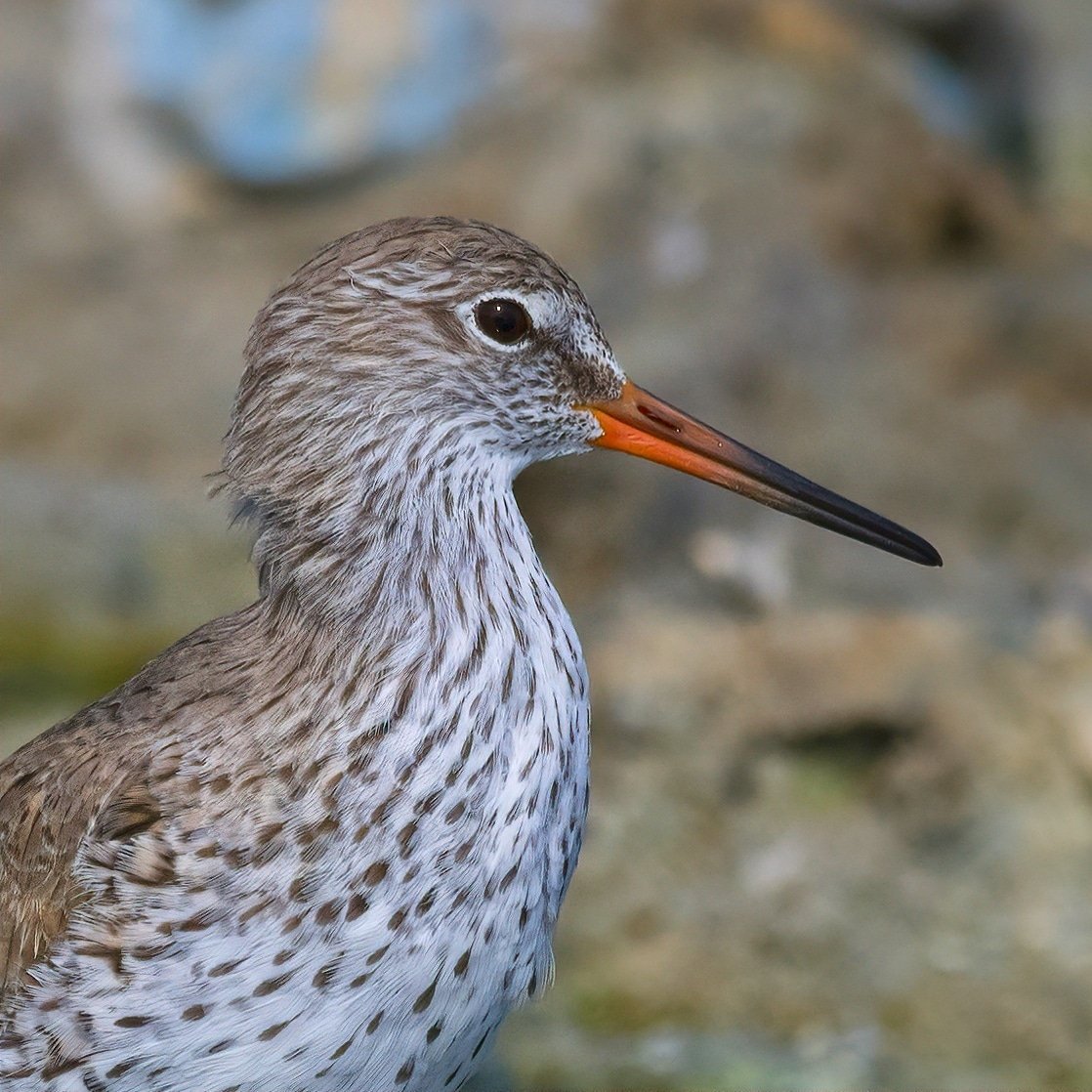Common Redshank