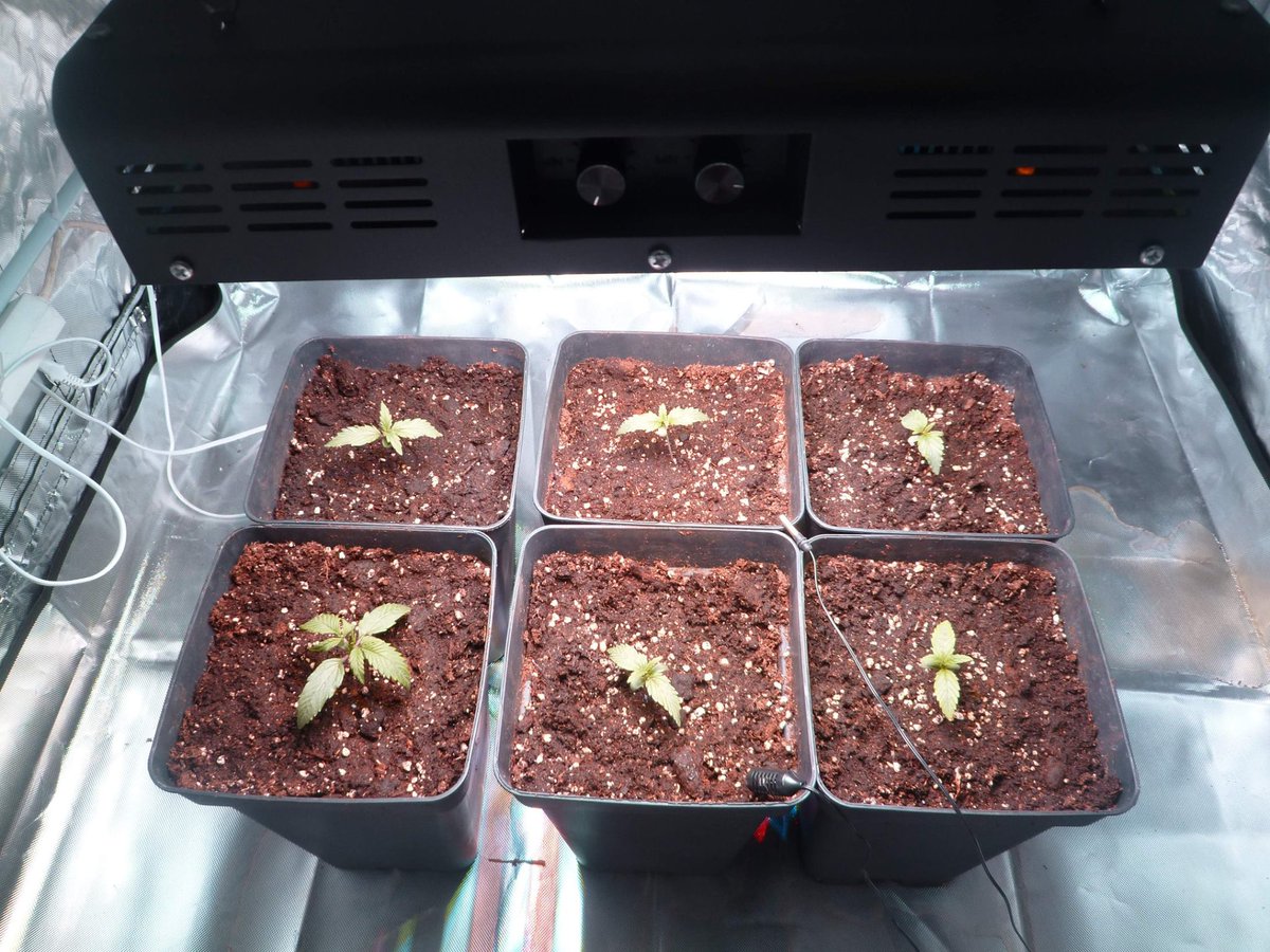 StephandjoG's tweet photo. #Lemonak and #bluedreammatic from @Fast_Buds π
9 days of vegetation. Repot in 7l pots.
#biobizz #fastbuds #advancednutrients #autoflo #autoflowering #meizhi #growdiaries #growdiary #growyourown #weedfarmer #weed https://t.co/MVSmarfPAG