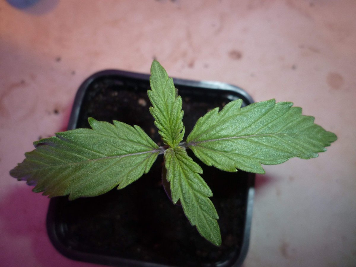 StephandjoG's tweet photo. #Lemonak and #bluedreammatic from @Fast_Buds π
9 days of vegetation. Repot in 7l pots.
#biobizz #fastbuds #advancednutrients #autoflo #autoflowering #meizhi #growdiaries #growdiary #growyourown #weedfarmer #weed https://t.co/MVSmarfPAG
