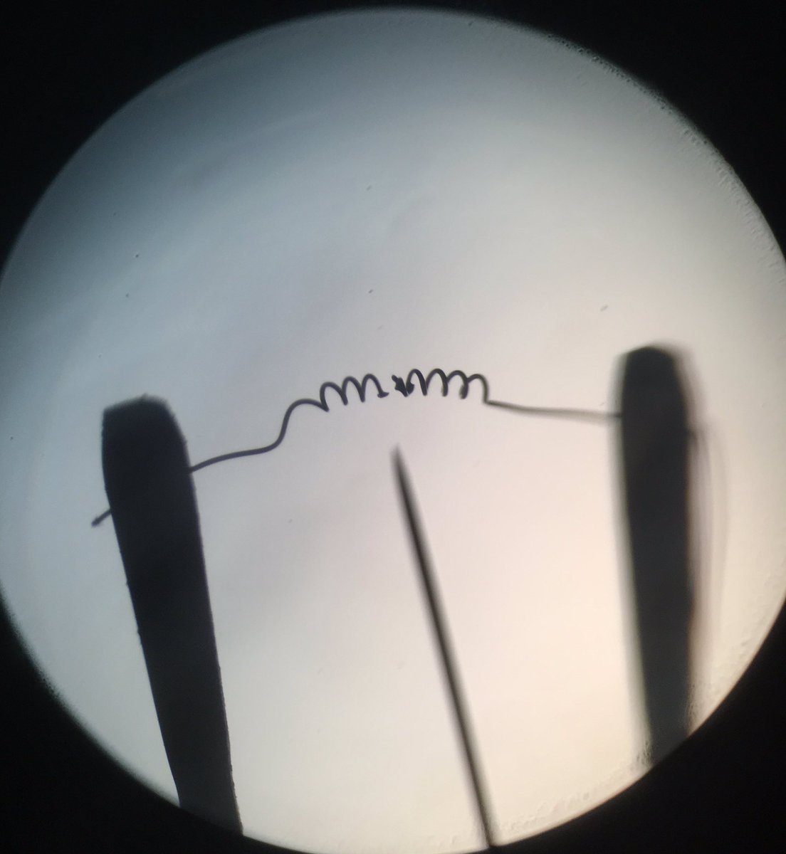 MPSscience's tweet photo. Studying circuits with Y6, I demonstrated how a bulb blows when too much current flows through it. On viewing my mediocre diagram, one student suggested using a microscope to view the filament, so we did! They loved it! #childledlearning #greatsuggestion #wellresourced https://t.co/XRSHErASfr