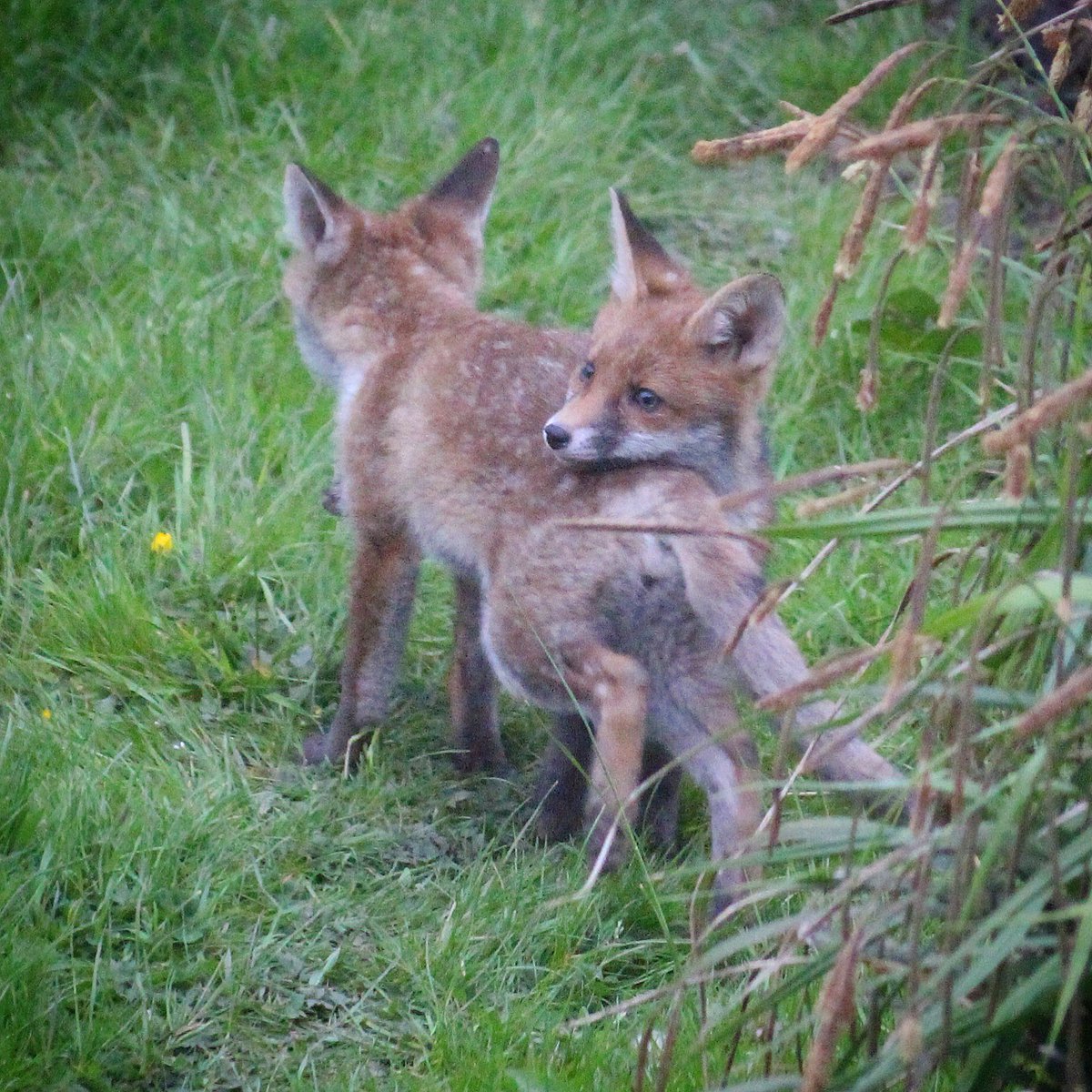 Olivia as Gaspard the fox for world book day, and some of the foxes that live in her garden 🦊<a href="/vernonpark17/">Vernon Park Primary</a>