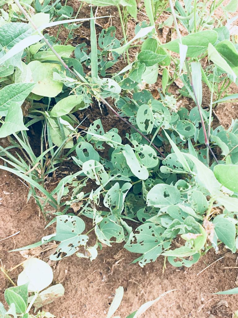 wchilufya's tweet photo. A woman in the middle of #agriculture challenges, drought &amp; pests. Some pests looking beautiful for the eye but deadly to crops! Where will our food come from, #AmaiVero of JayVillage asks #womenday2019 https://t.co/FUboBbBuVN