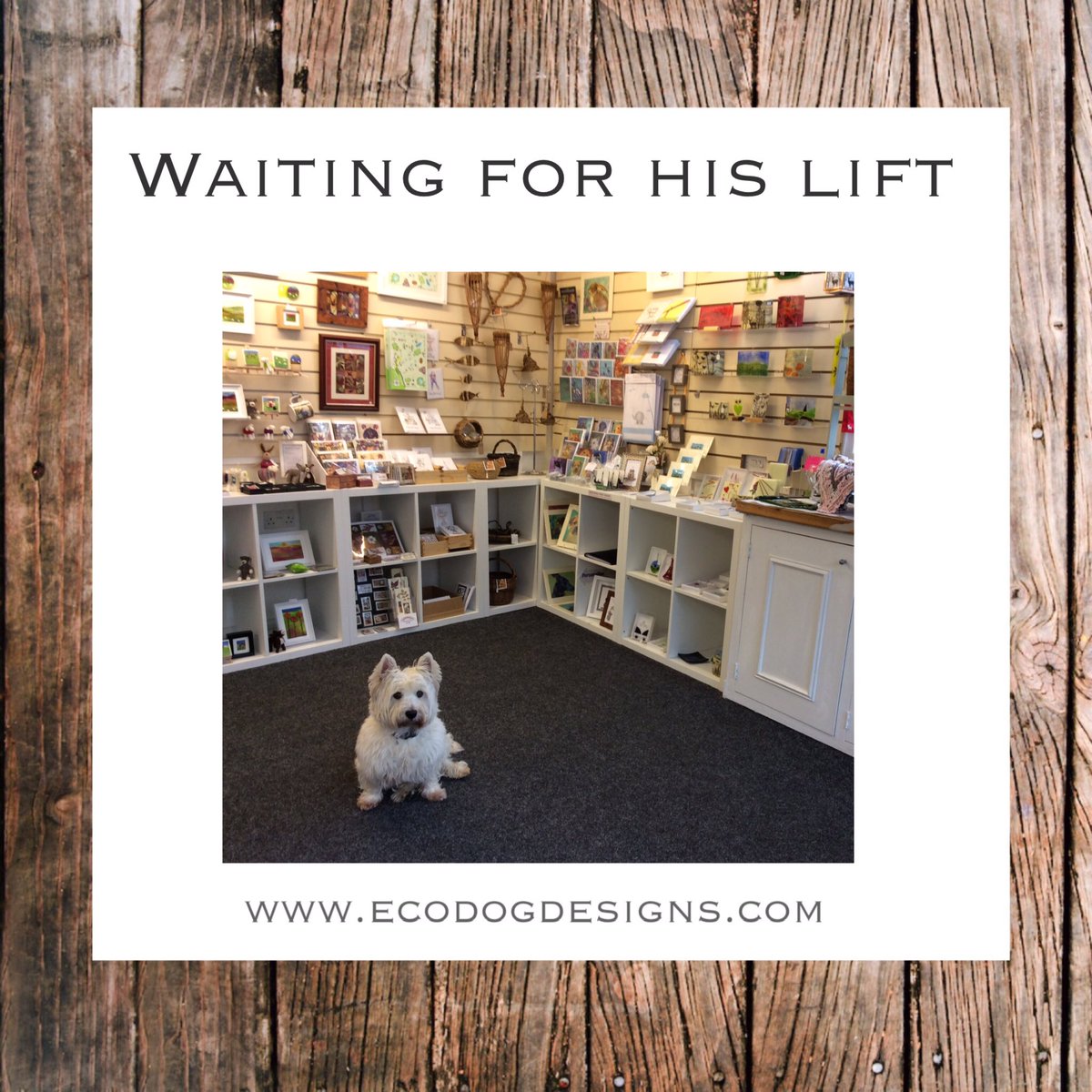 Ecodogdesigns's tweet photo. Today you will find me in Elements Rothbury.  I was running a bit late this morning, so Bailey came with me and ready to greet any new customers with a warm welcome! 😂 #waitingforalift #shopvisitor #helpinghands #westie #westiesoftwitter #mybestfriend #myshadow #lostwithouthim https://t.co/KU1TapPVND